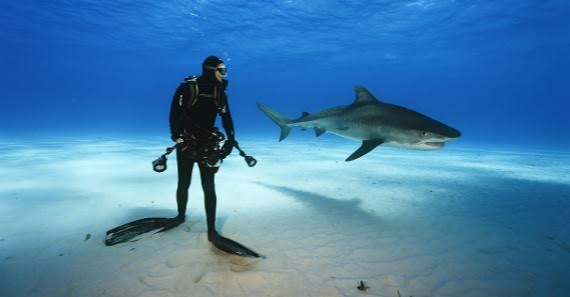 Tiburones en Cancún
