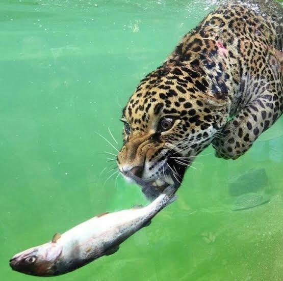 Jaguar pescando