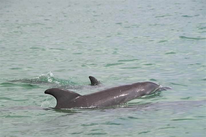 Delfines en Chetumal