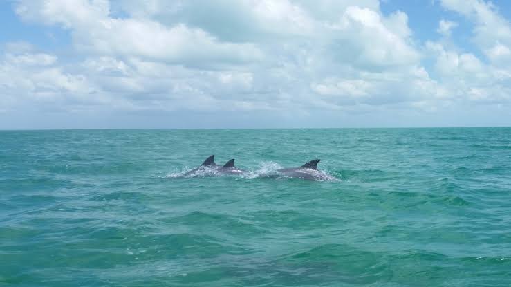 Delfines en Chetumal